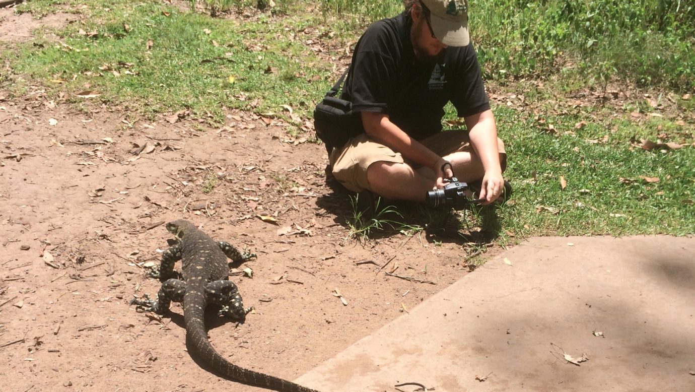 Lace monitor on Tamborine Mountain