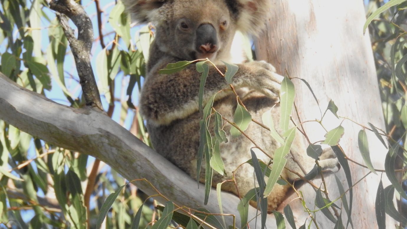 Koala