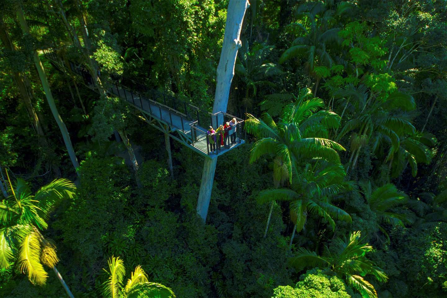Skywalk at Tamborine Mountain