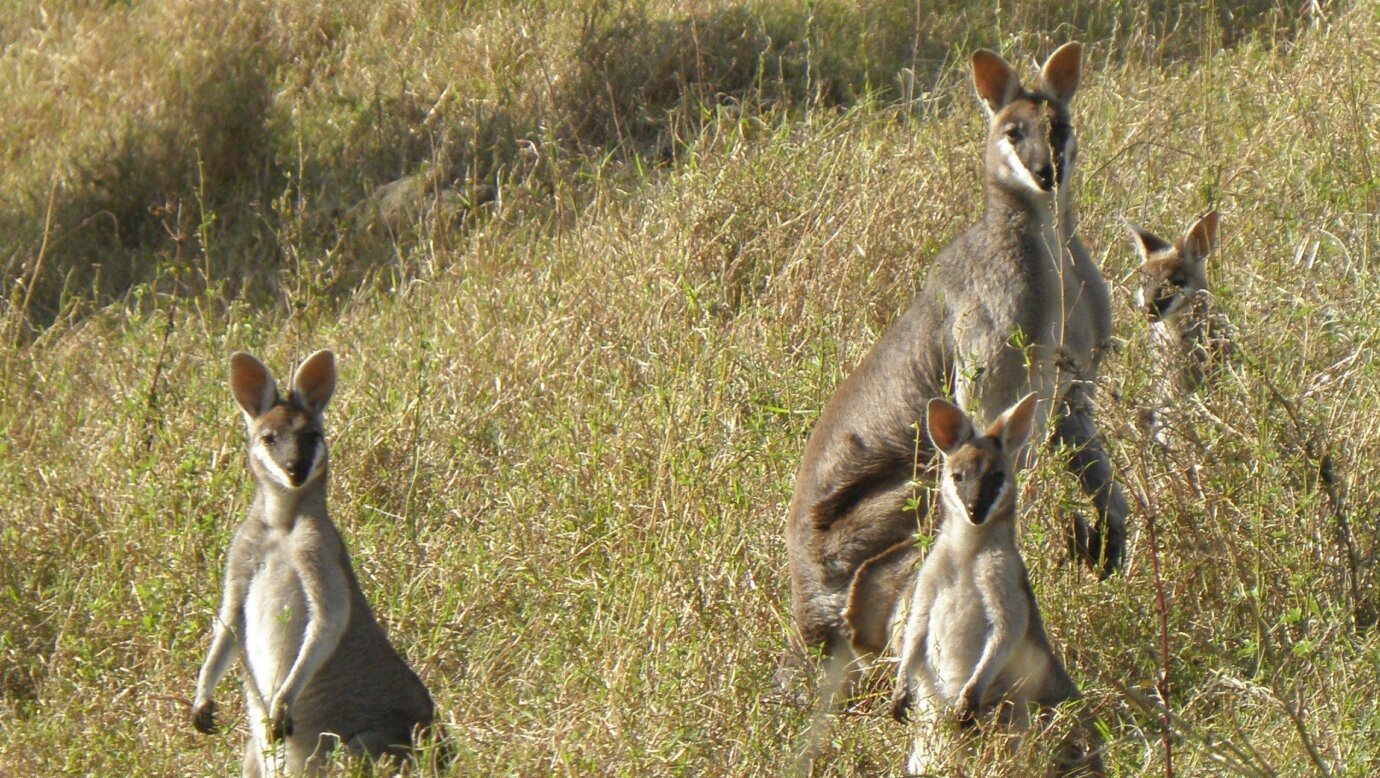 Whiptail_wallabies