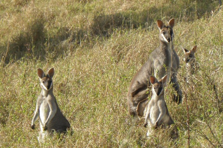 Whiptail_wallabies