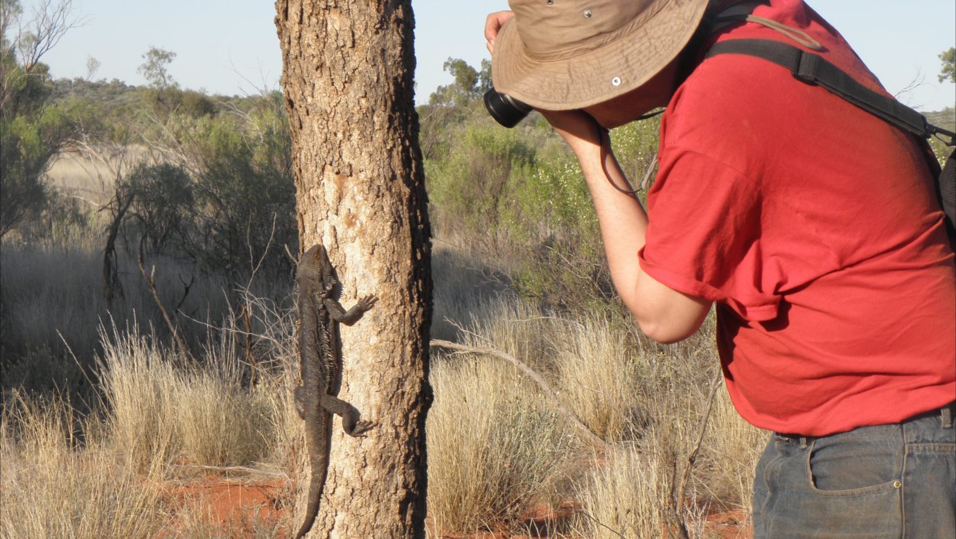 Central Australian Bearded Dragon