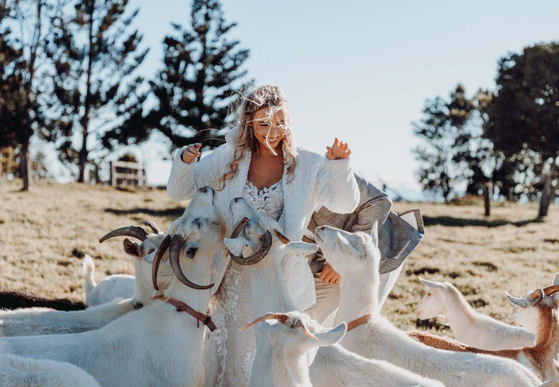 Bride surrounded by goats.