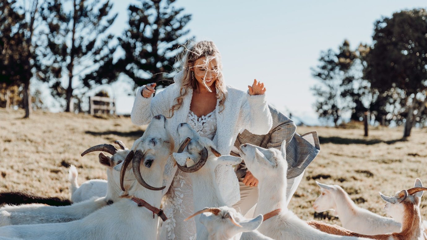 Bride surrounded by goats.