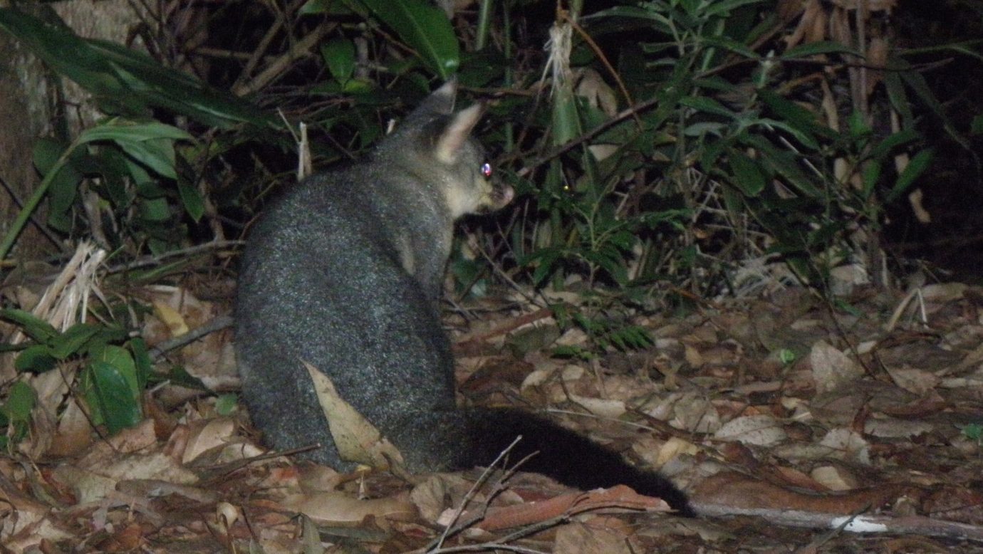 Brush-tailed possum