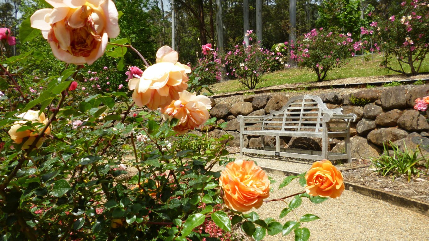 Rose garden