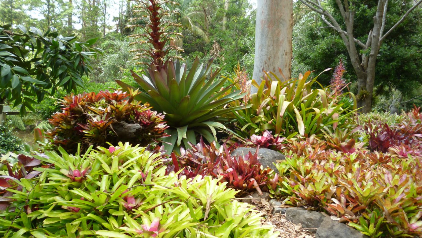 Bromeliads