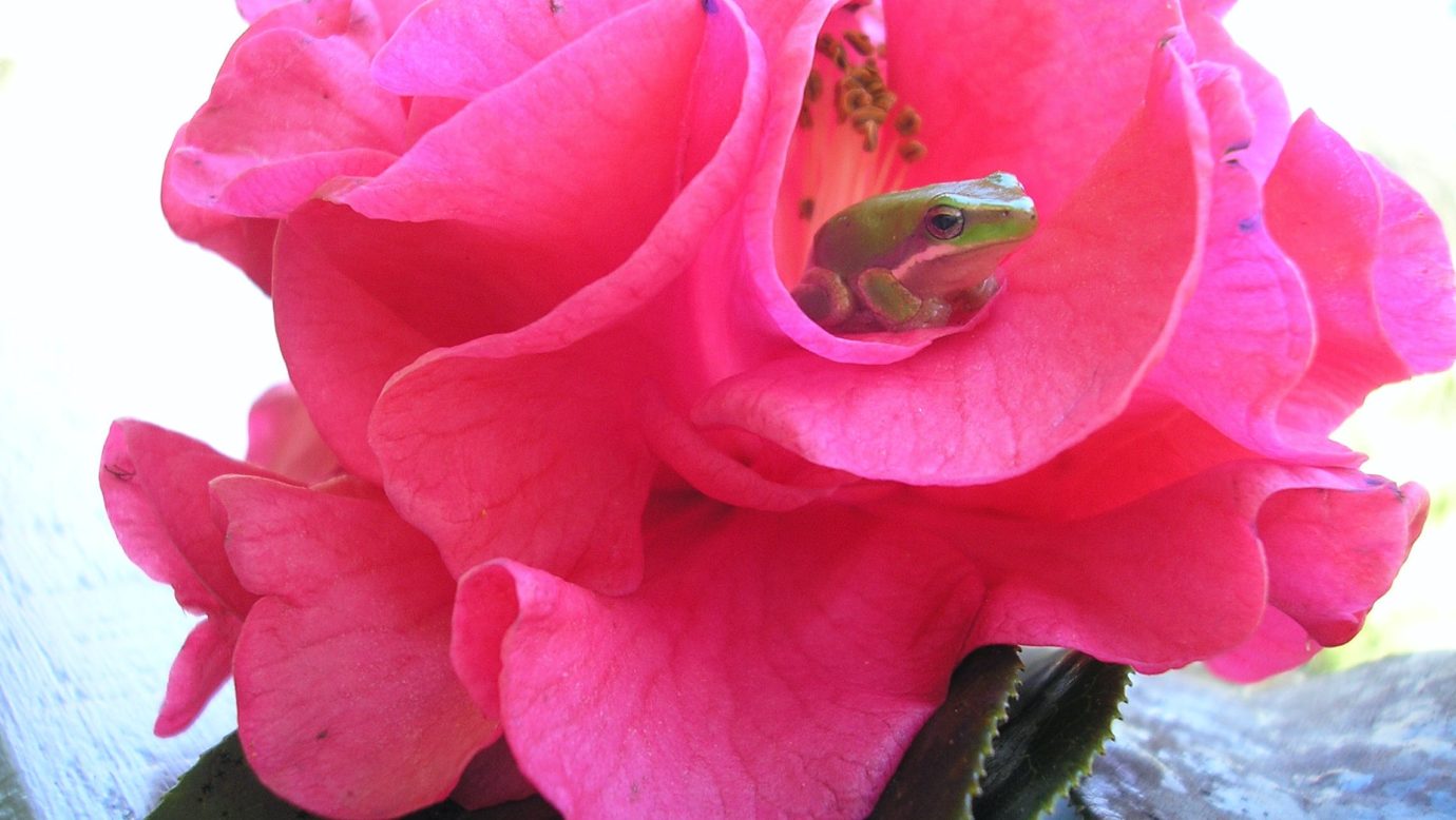 Frog in rose