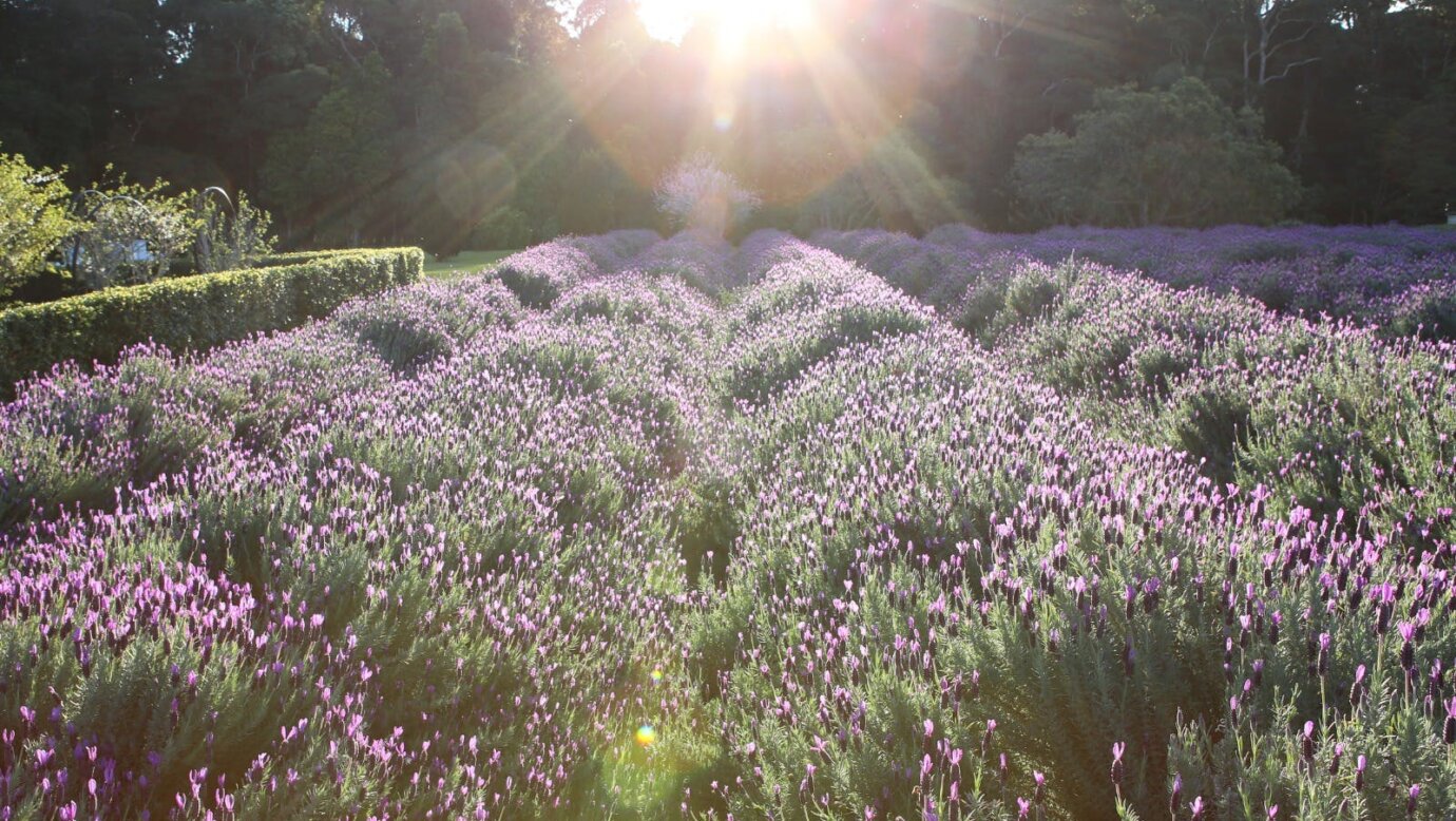 Lavender Field in spring