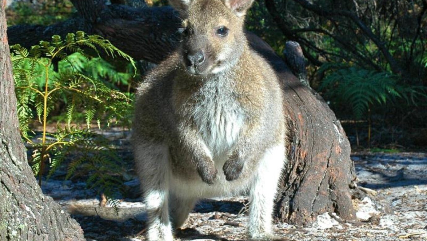 ECO Safaris Queensland