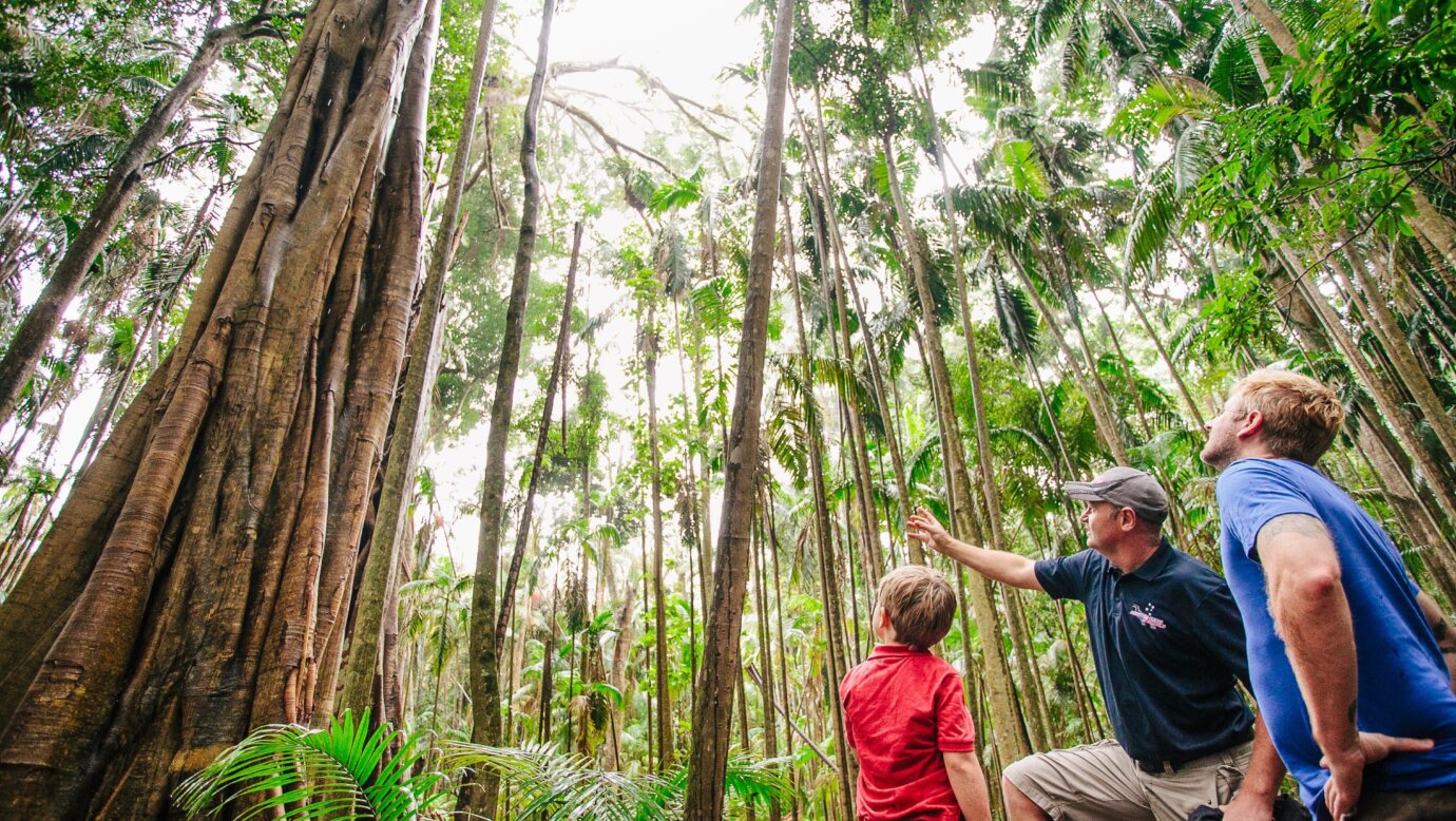 Tamborine Mountain Tour