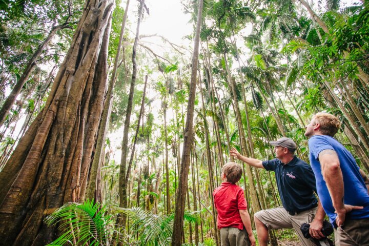 Tamborine Mountain Tour