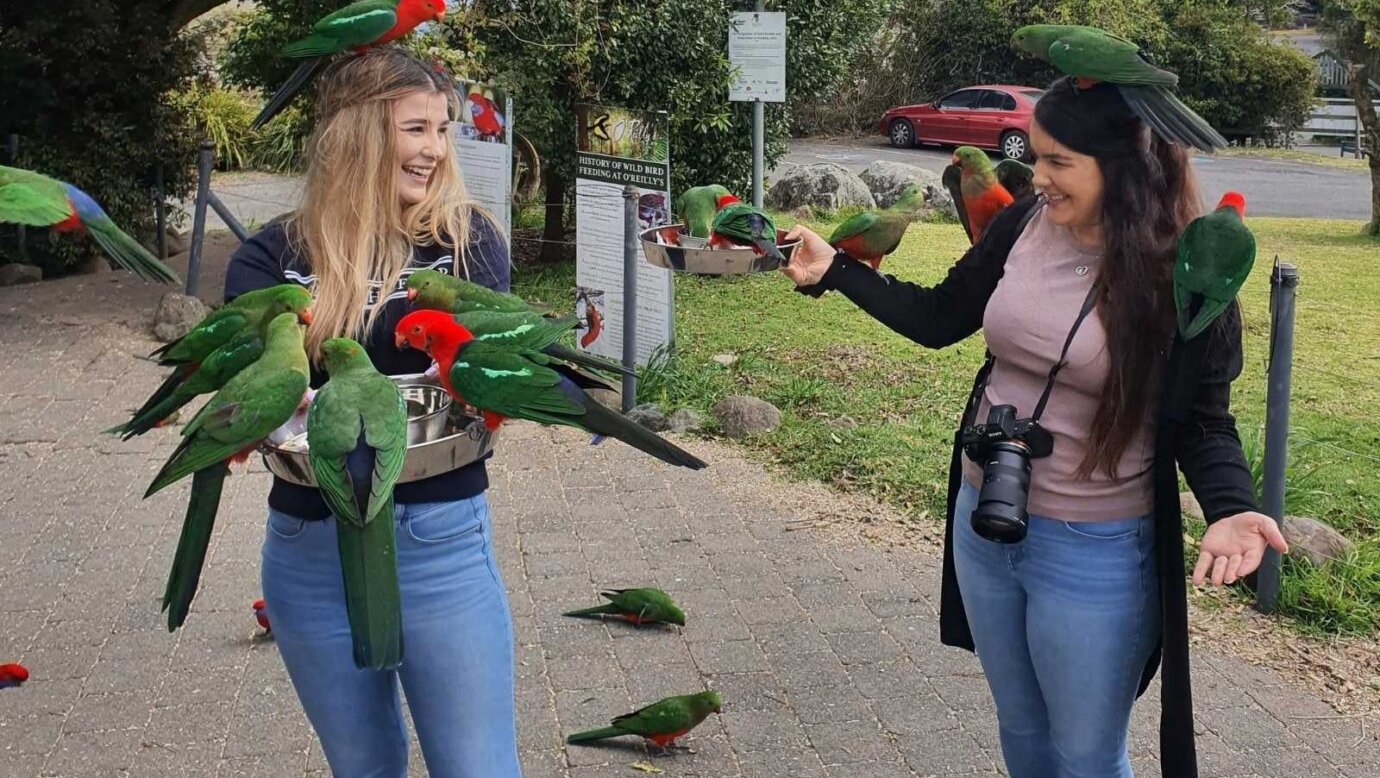 Bird Feeding