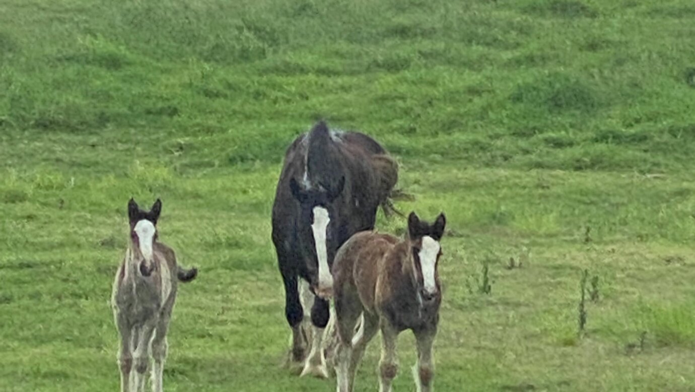 shire mares and foal