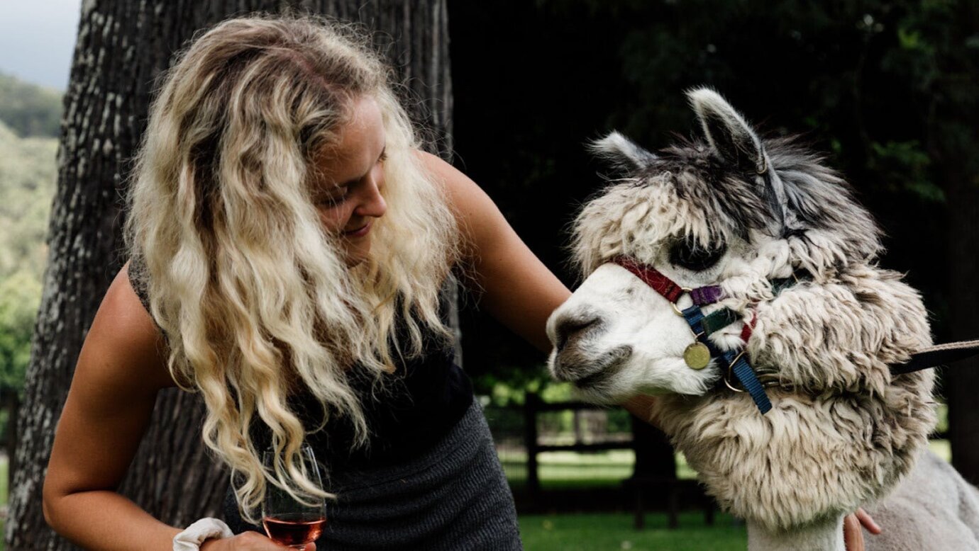 Alpacas and Wine Tasting