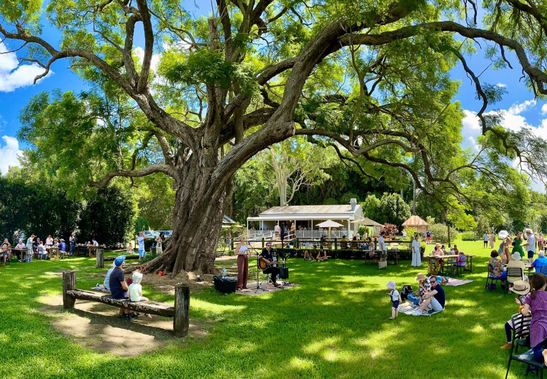 Visitors sitting under the jacaranda tree listening to live music on a  sunny day.