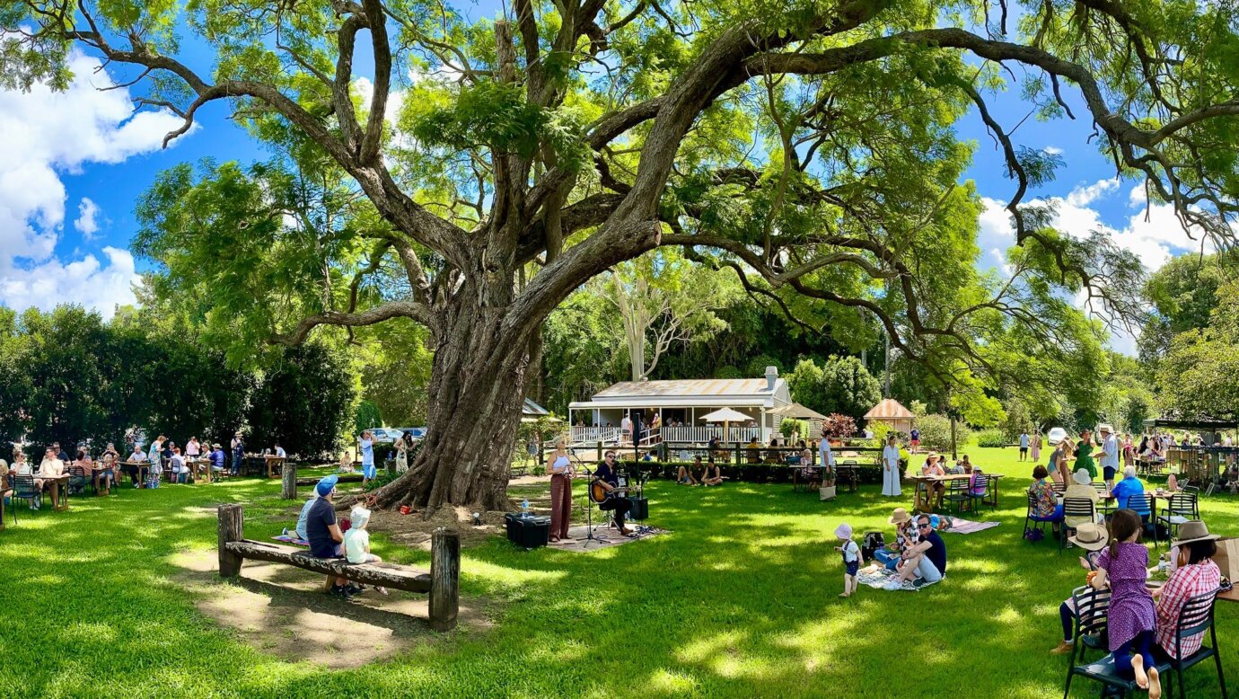 Visitors sitting under the jacaranda tree listening to live music on a  sunny day.