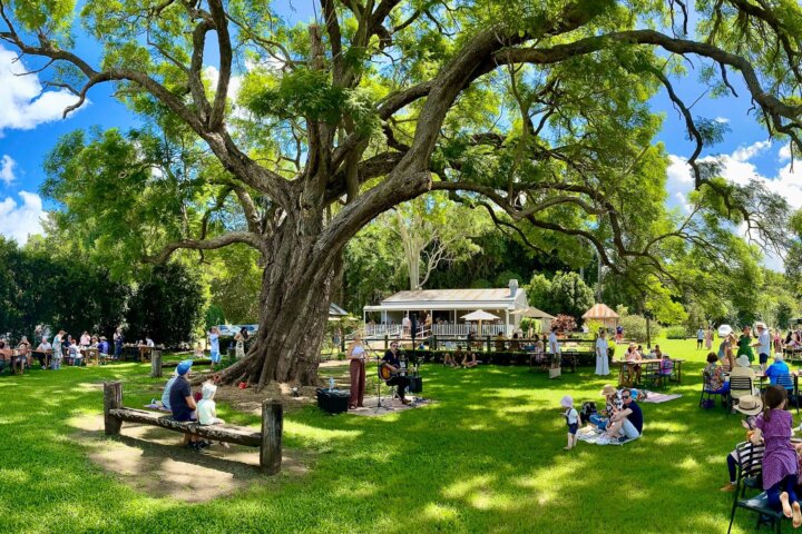 Visitors sitting under the jacaranda tree listening to live music on a  sunny day.