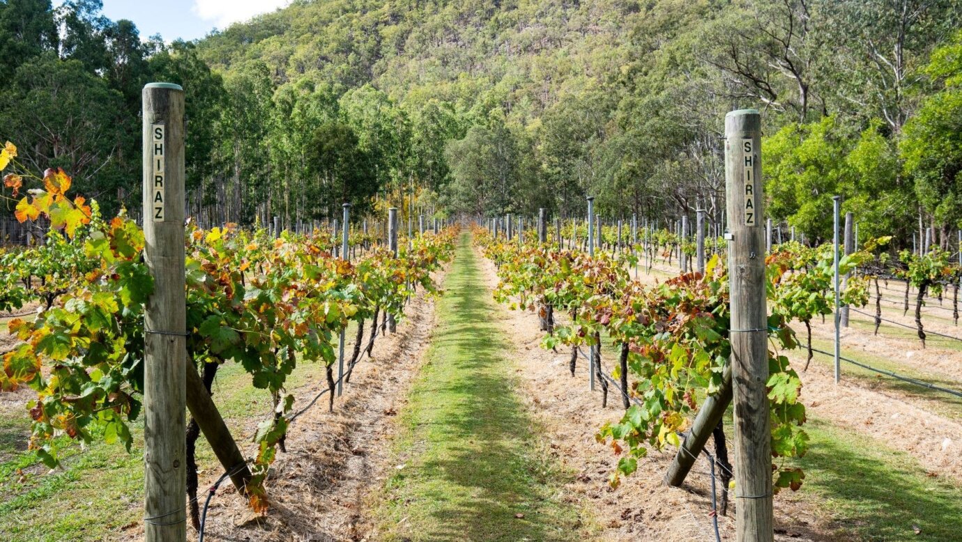 vineyard