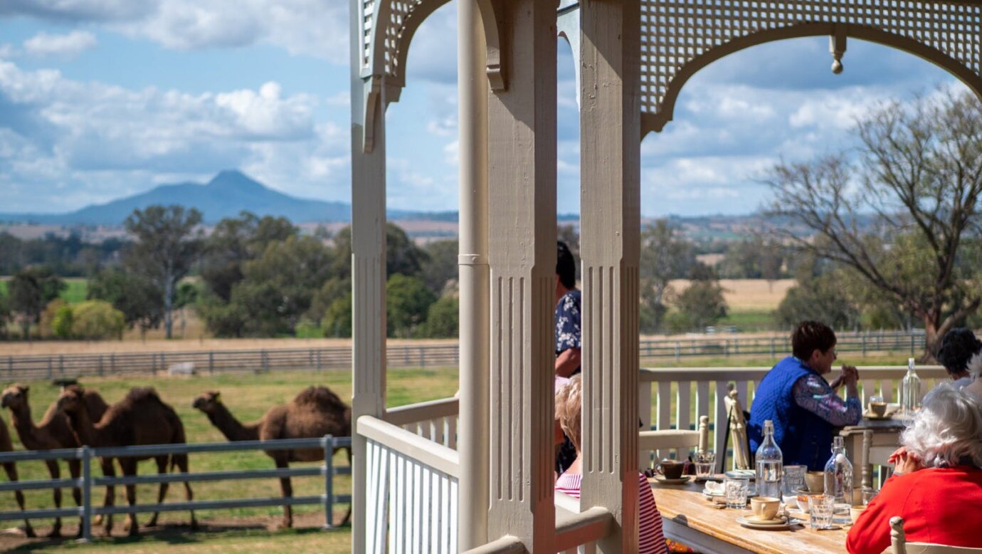 Summer Land Camels