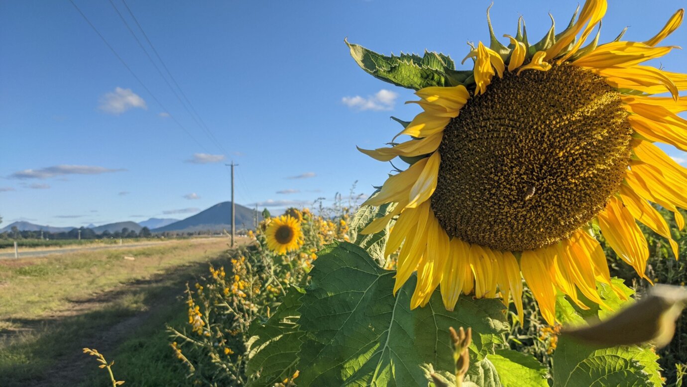 A Beautiful sunflower farm where you can see the scenic rim!