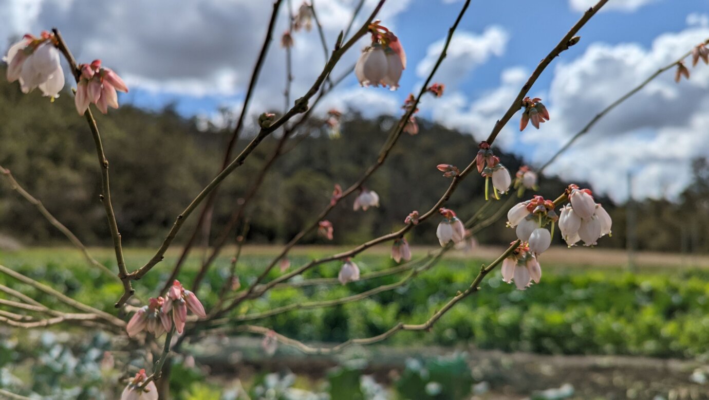 Ellia's Garden Farmstay