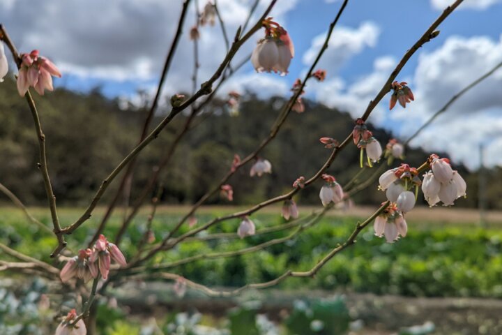 Ellia's Garden Farmstay