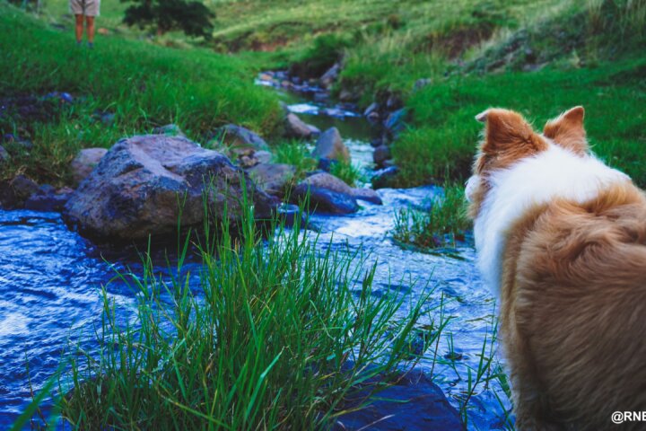 Frogs Hollow Scenic Rim