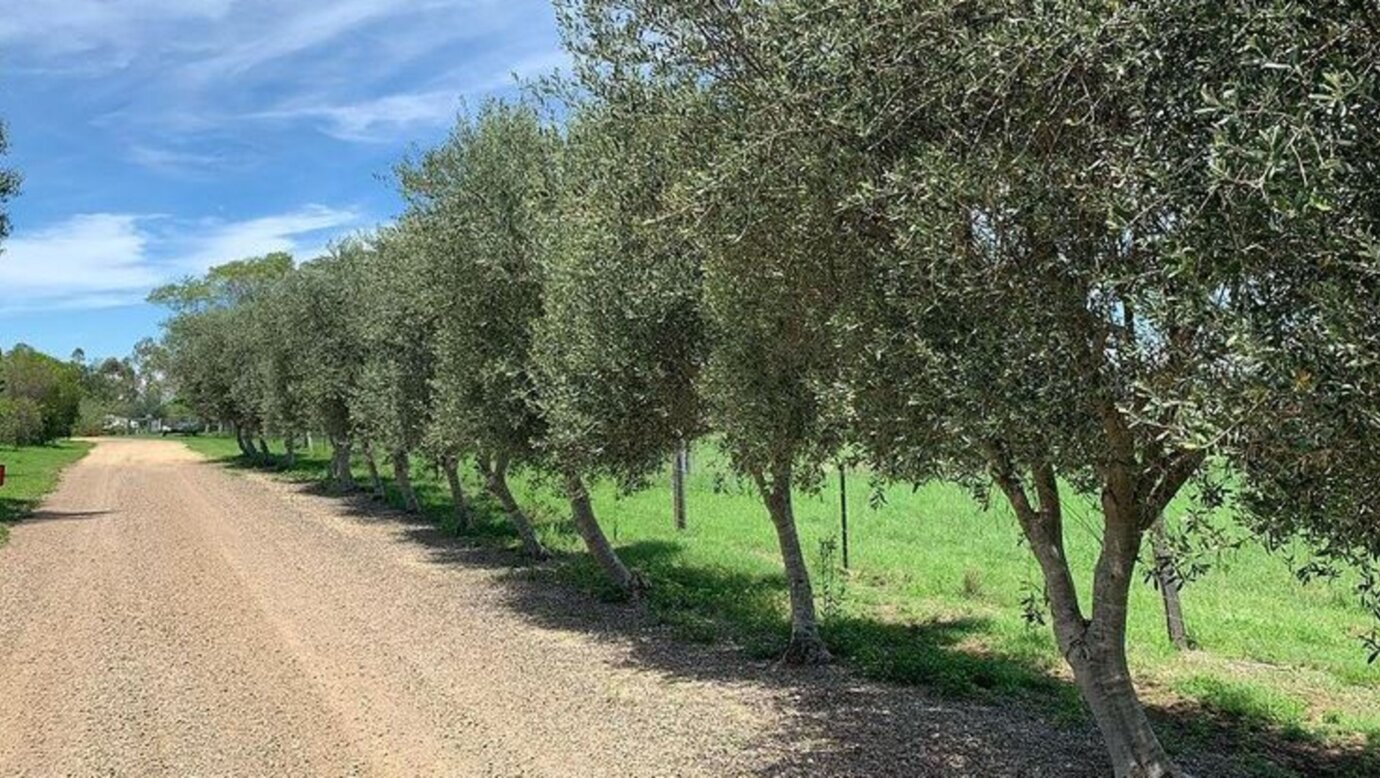 Olive View Estate - Scenic Rim