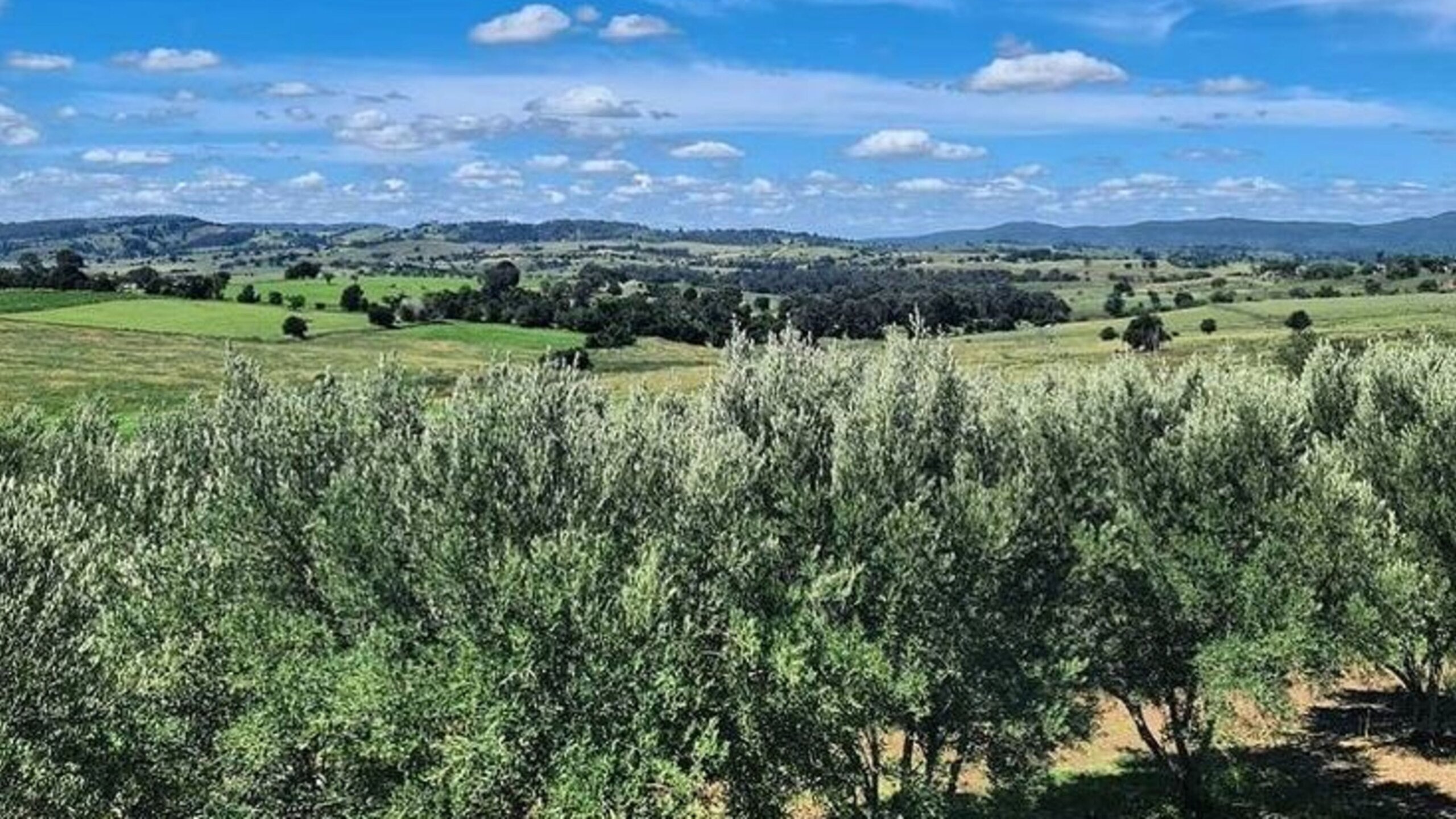 Olive View Estate - Scenic Rim