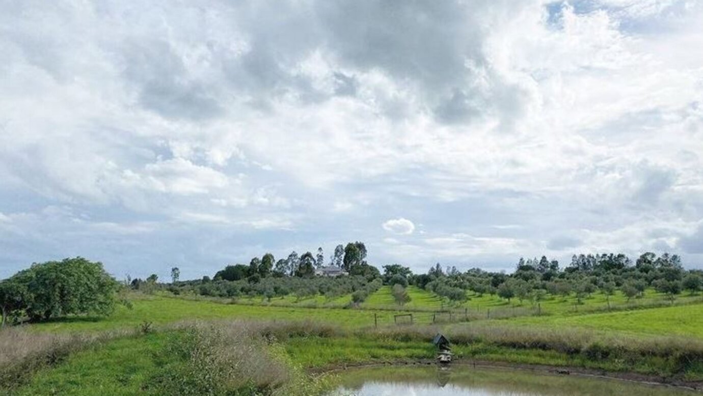 Olive View Estate - Scenic Rim