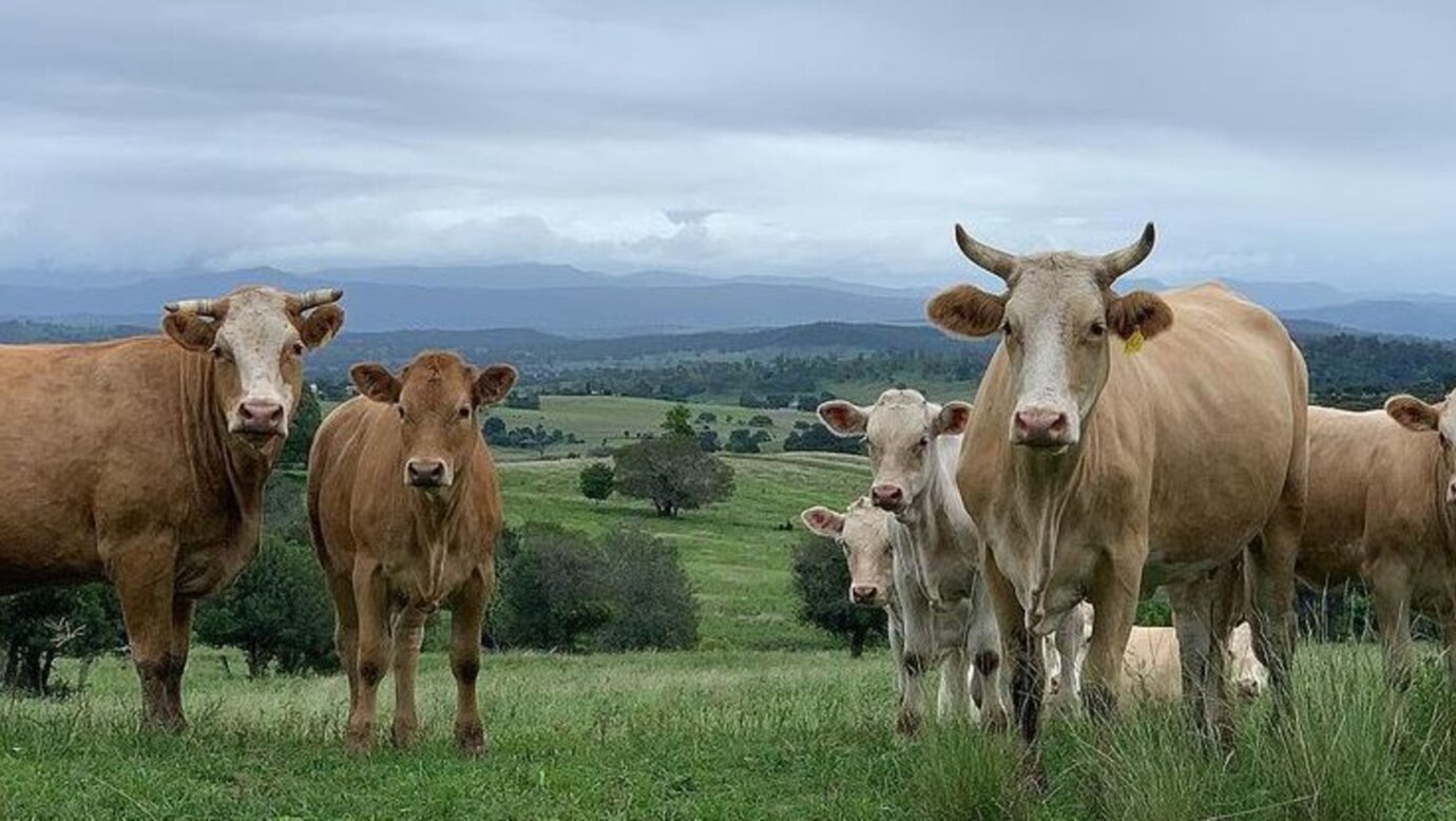 Olive View Estate - Scenic Rim