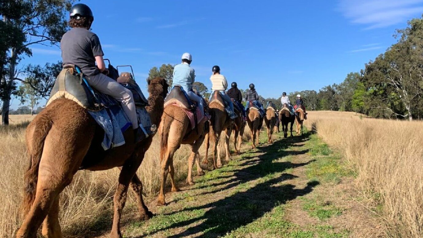 Sunrise Camel Ride