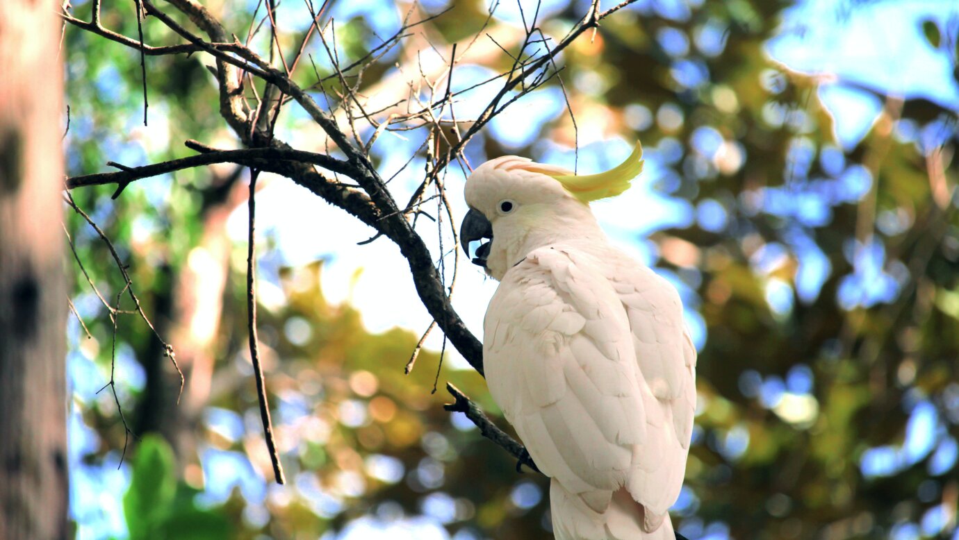 Escape To Tamborine Mountain