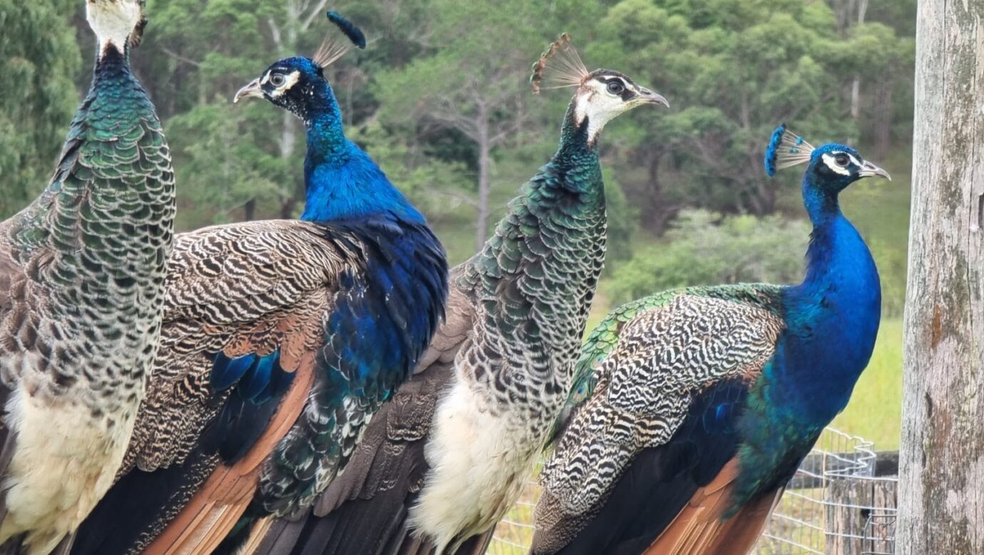 peacock