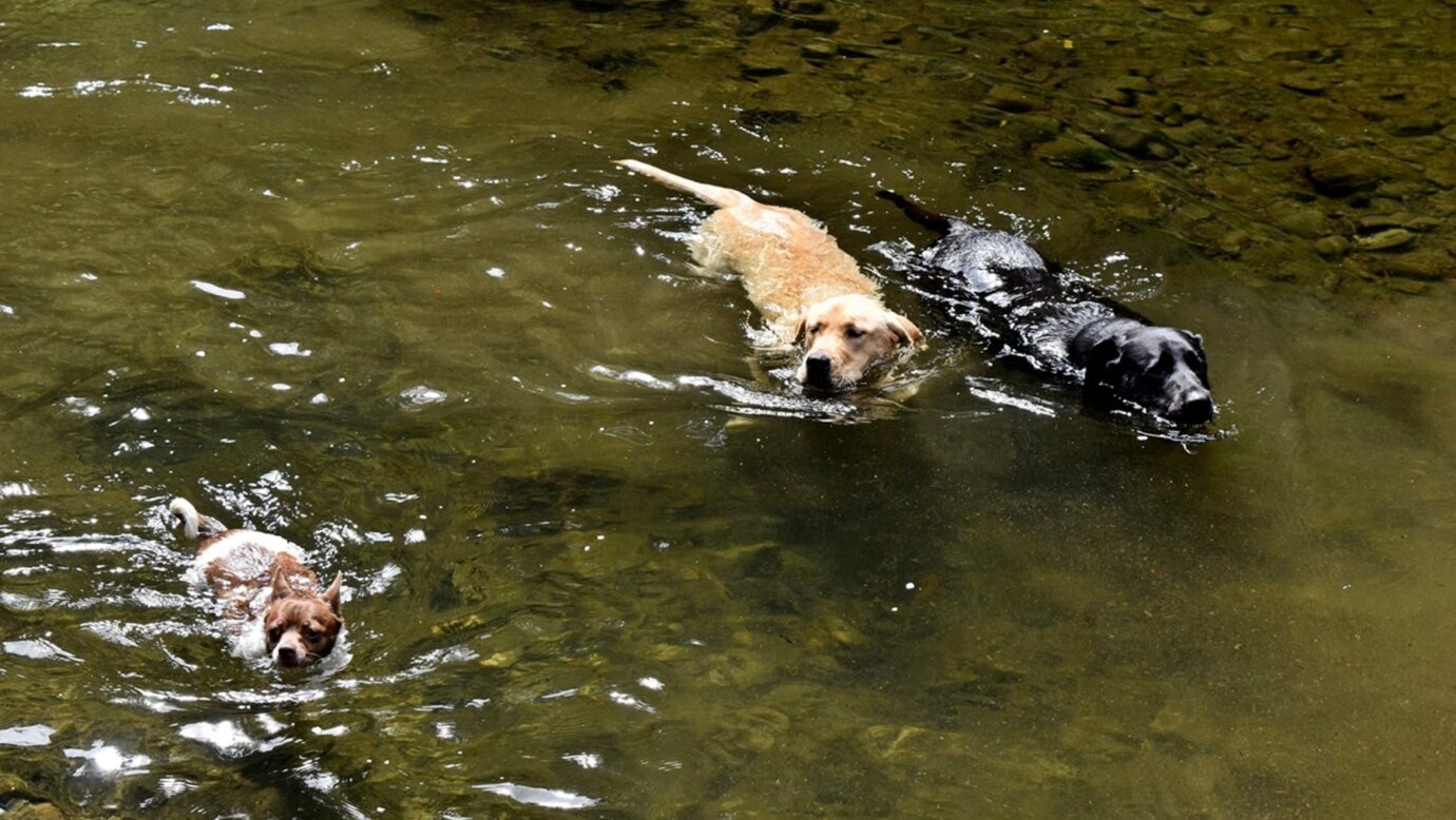 Enrico and Meng Spoil Their Three Dogs