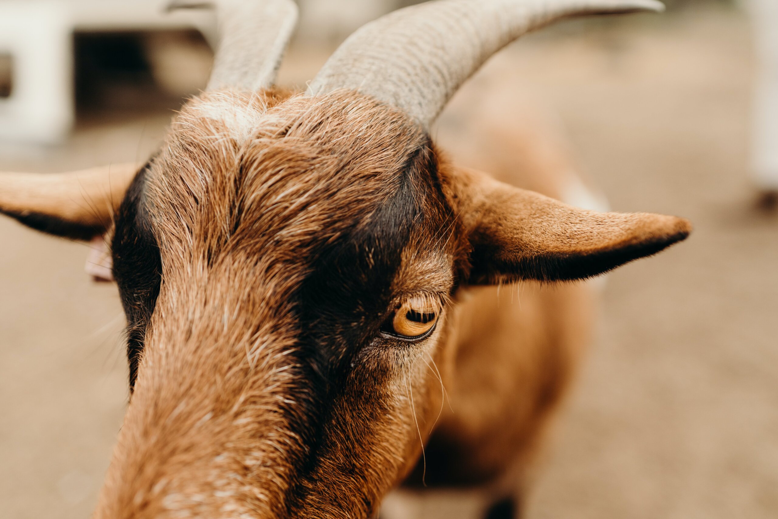 Kidding around with goats & baby animals at our Tamborine farm. Family-friendly fun in Scenic Rim