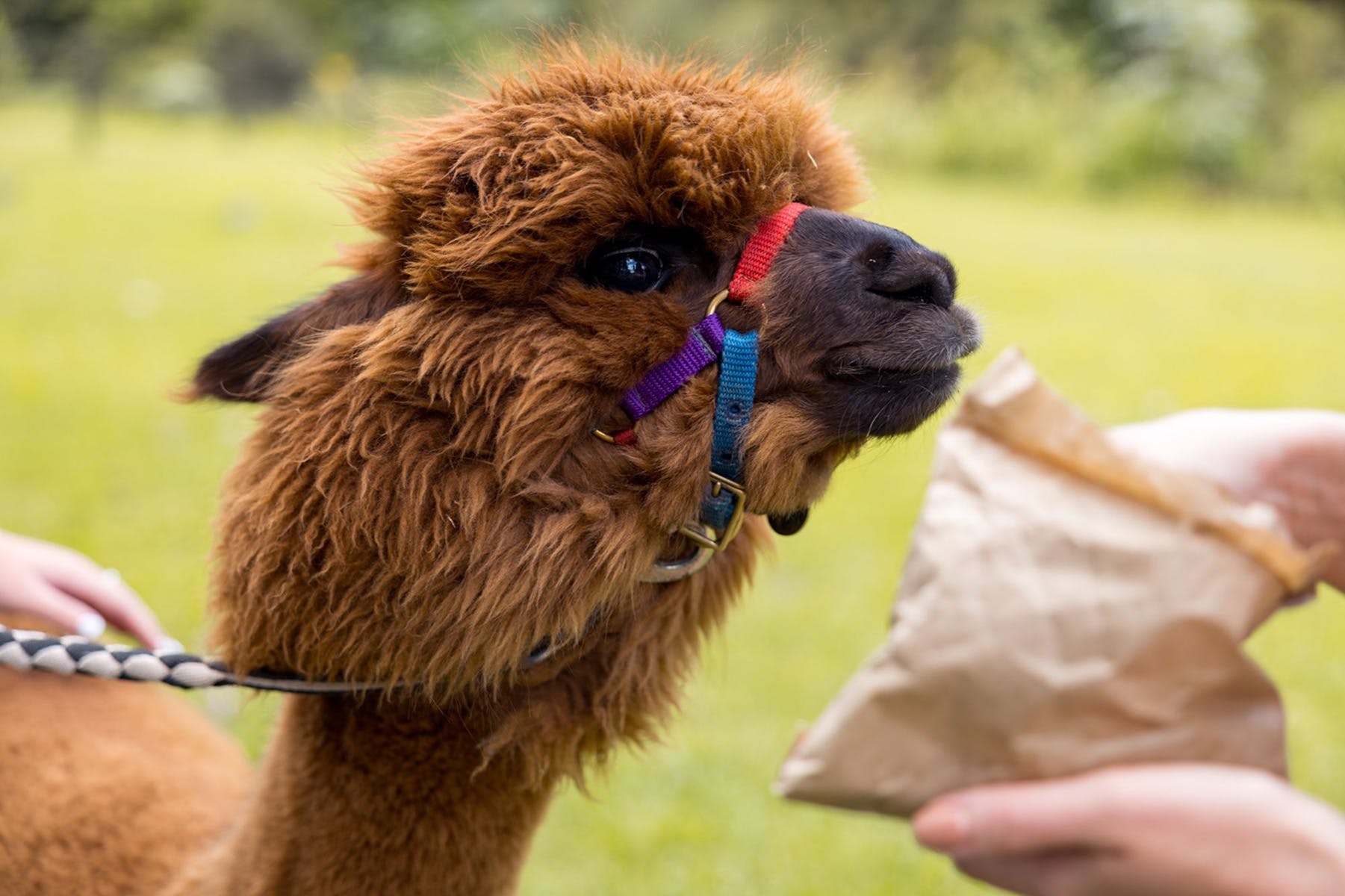 @ Mountview Alpaca Farm