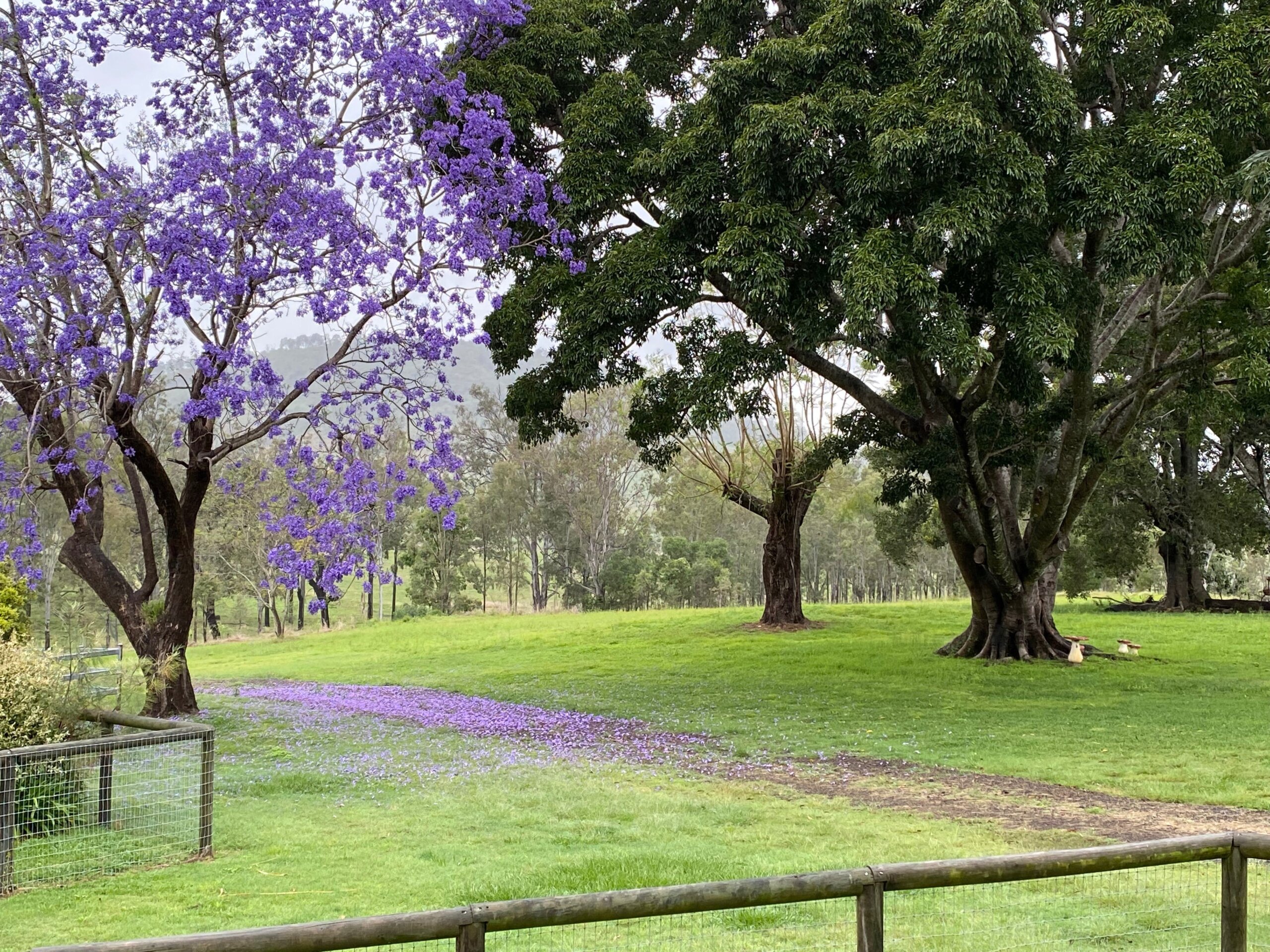 Jacaranda in bloom.