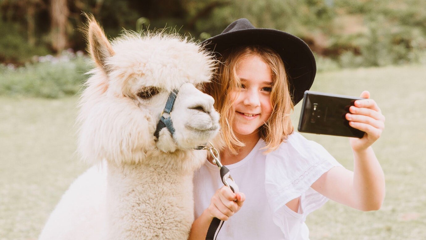 @ Mountview Alpaca Farm