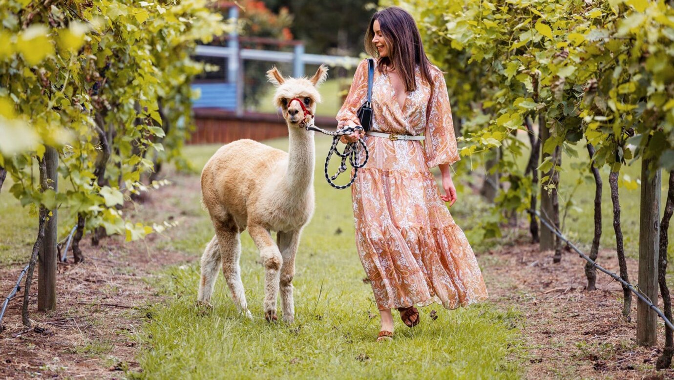 @ Mountview Alpaca Farm