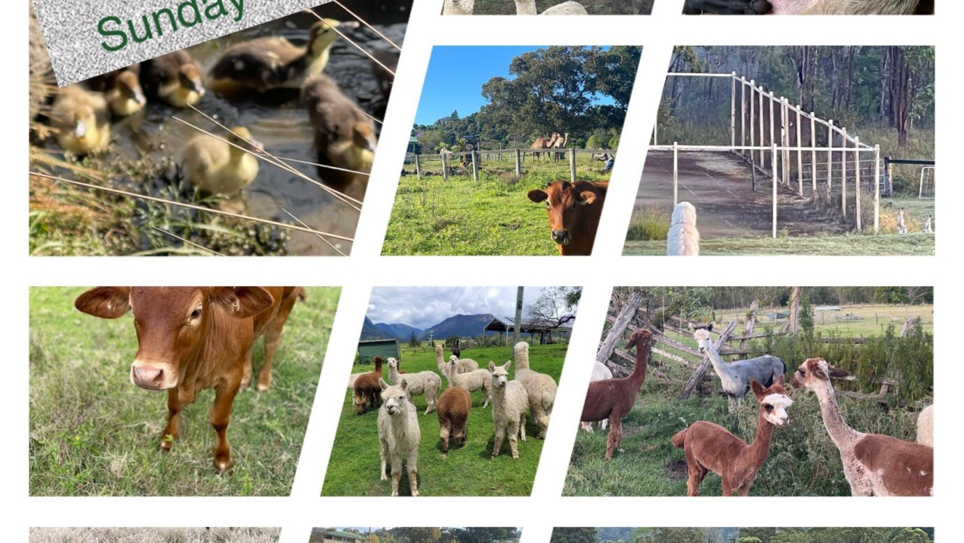 animal feeding
