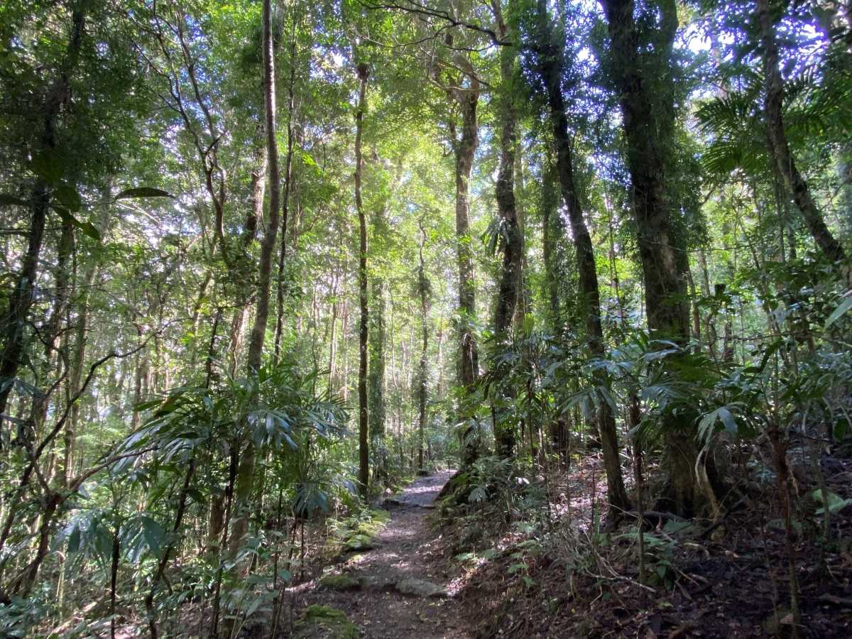 A walking track through a sub-tropical rainforest