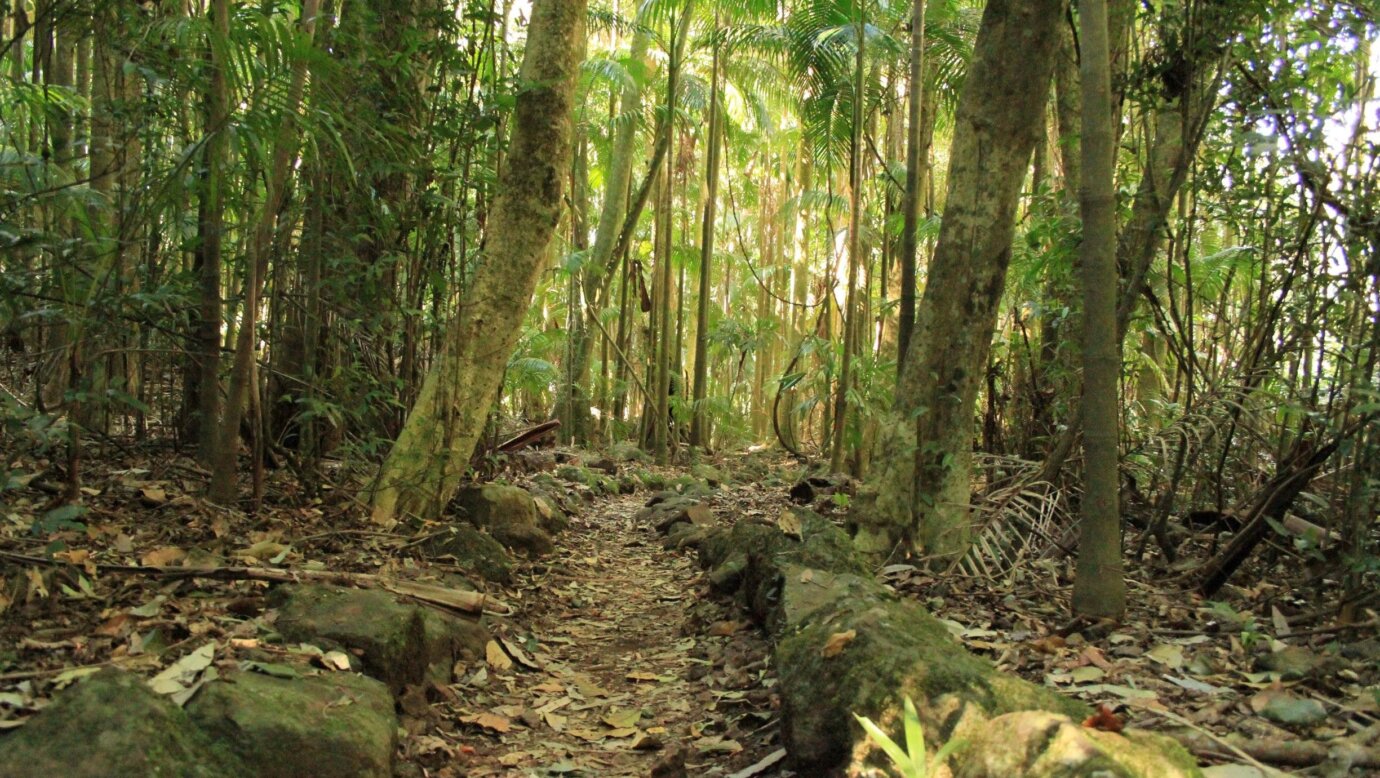 A track leads through a forest of tall slender palm trunks with light green foliage above.