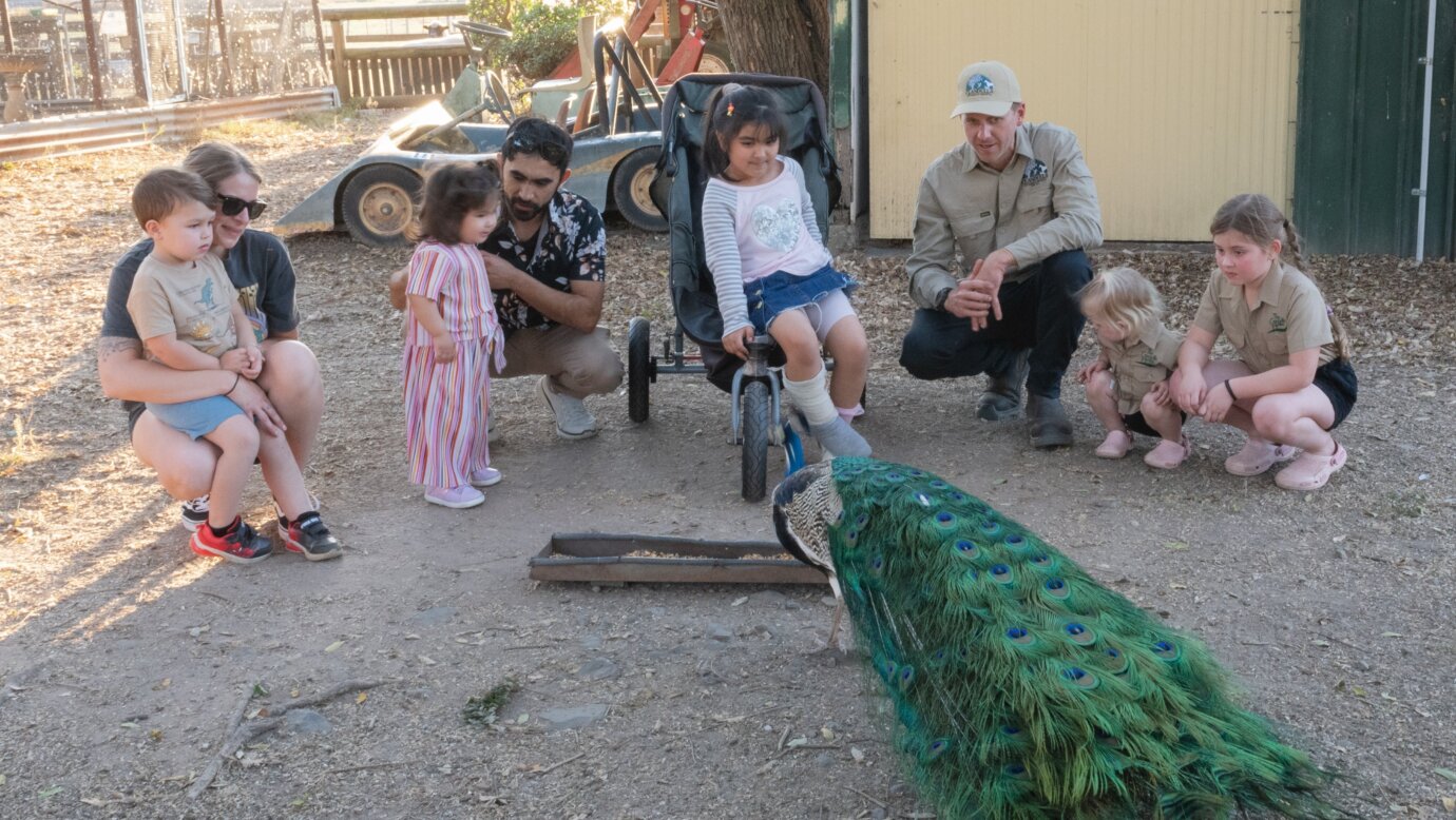 Peacock feeding