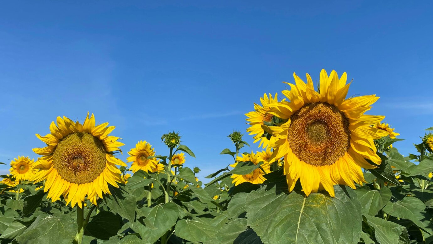 Two sunflowers standing tall with a vivid blue sky behind them