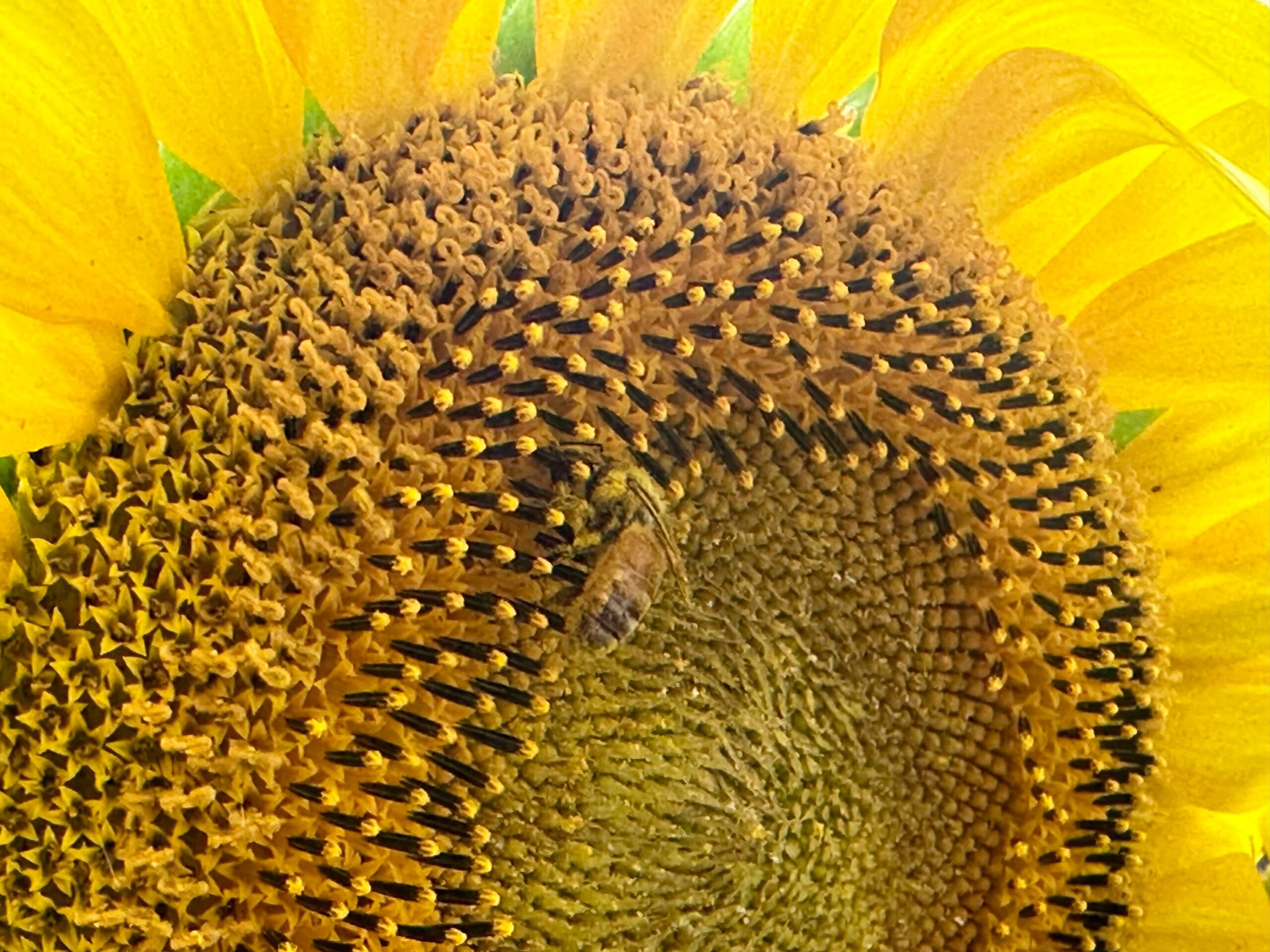 Close-up of a bee on a large sunflower