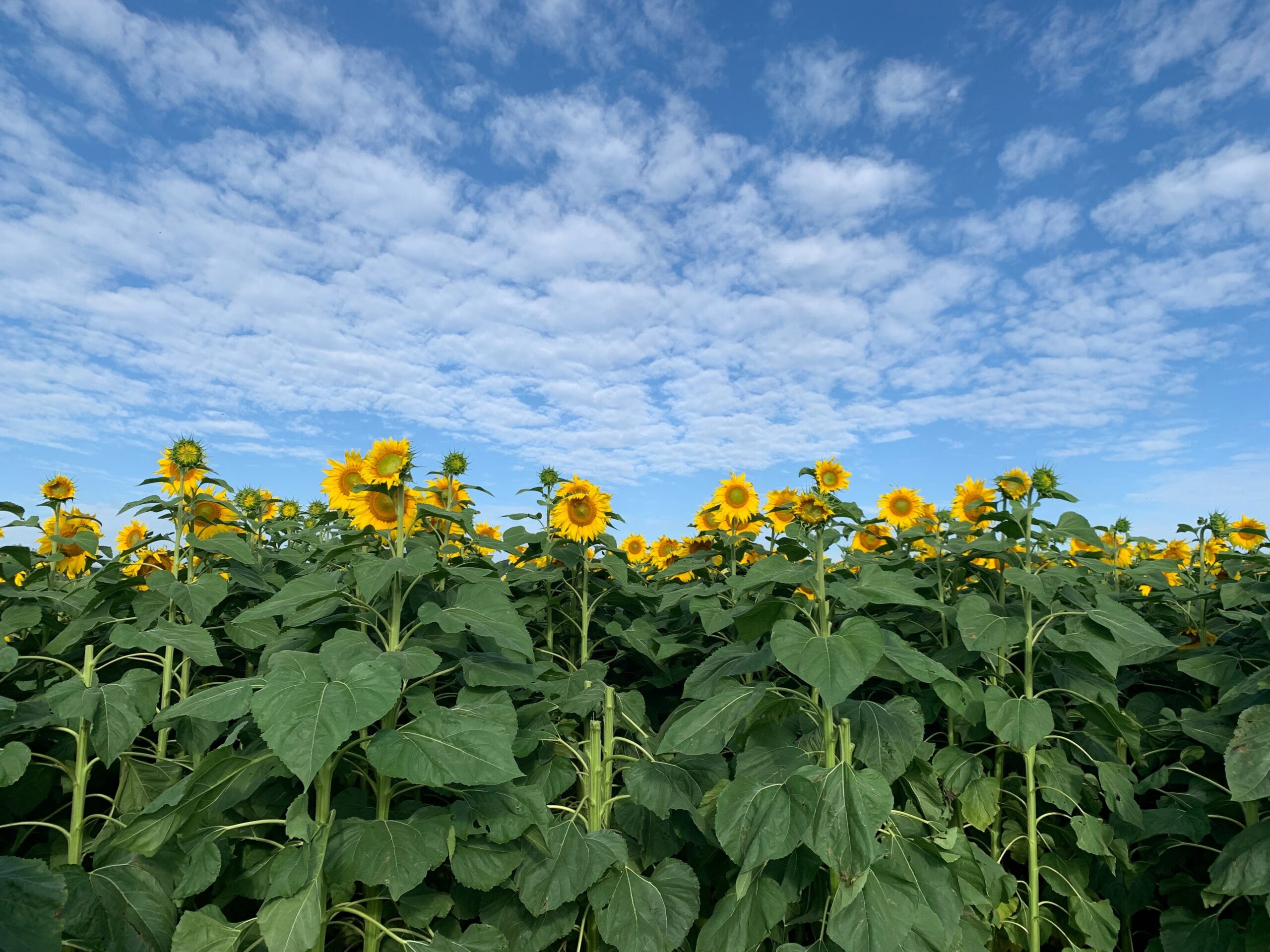 Sunflowers standing tall with a cloudy blue skye but cl