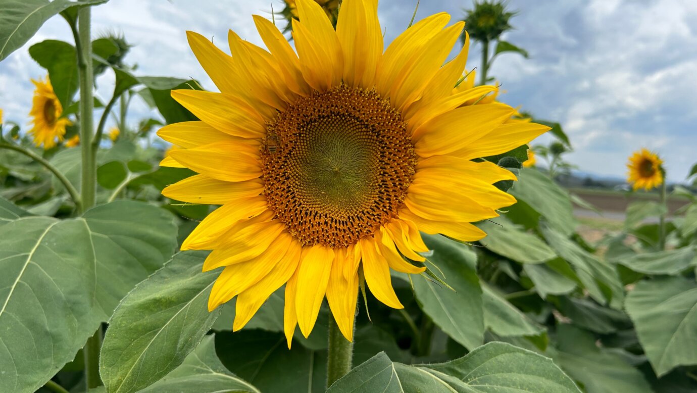 One flower facing the sun