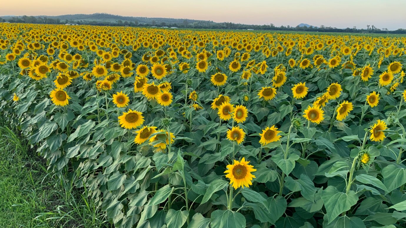 Field of sunflowers at sunset